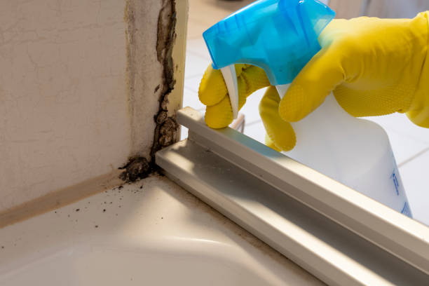 Best Emergency Mold Remediation in Jefferson City, TN
