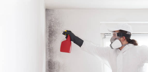 Best Localized Mold Remediation (e.g., coastal areas, humid climates) in Jefferson City, TN