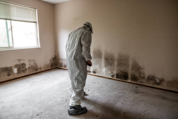 Best White Mold Remediation in Jefferson City, TN